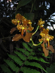Cyrtochilum