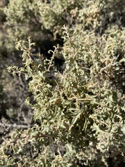 Atriplex lampa