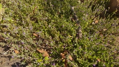 Hygrophila serpyllum