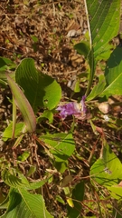 Strobilanthes callosa