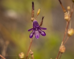 Conanthera campanulata