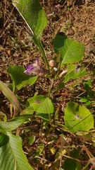 Strobilanthes callosa