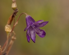 Conanthera campanulata