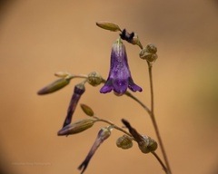 Conanthera campanulata
