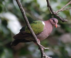 Chalcophaps longirostris