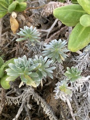 Heliotropium anomalum