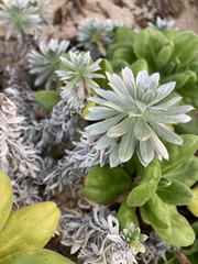 Heliotropium anomalum