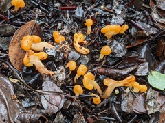 Cudonia spathulata