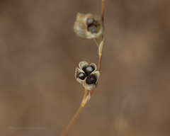 Conanthera campanulata