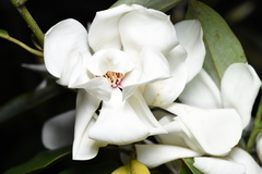 Magnolia maudiae