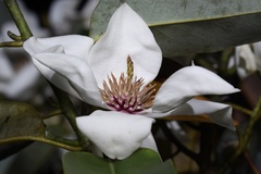 Magnolia maudiae