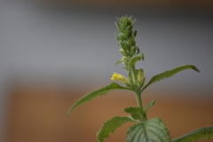 Lindenbergia philippensis