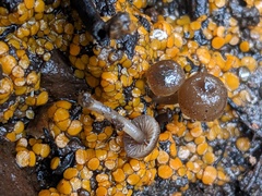 Lyophyllum anthracophilum