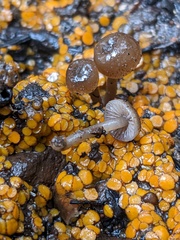 Lyophyllum anthracophilum