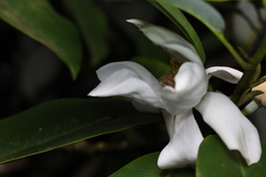 Magnolia maudiae