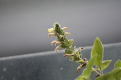 Lindenbergia philippensis