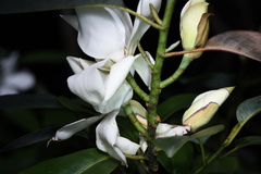 Magnolia maudiae