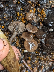 Lyophyllum anthracophilum