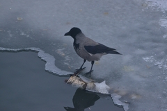 Corvus cornix