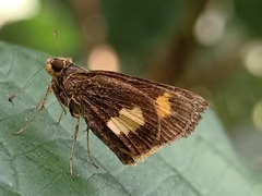 Oriens paragola