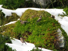 Leucosticte tephrocotis