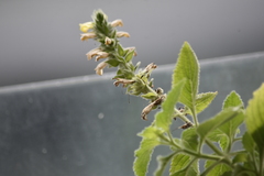 Lindenbergia philippensis