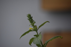 Lindenbergia philippensis