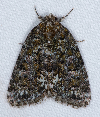 Cryphia Moth photo 4