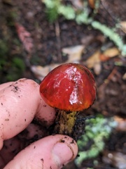 Hygrocybe singeri
