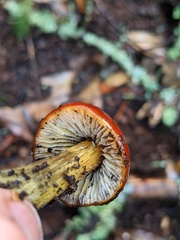 Hygrocybe singeri