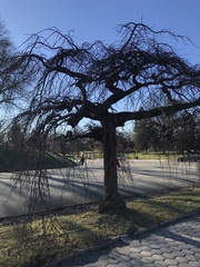 Ulmus glabra camperdownii