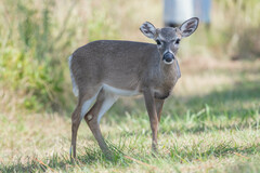 Odocoileus virginianus clavium