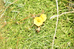 Erythranthe glabrata