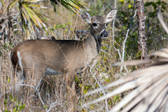 Odocoileus virginianus clavium