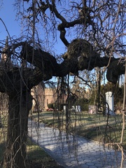 Ulmus glabra camperdownii