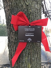 Ulmus glabra camperdownii