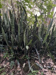 Sansevieria
