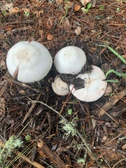Agaricus californicus