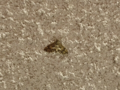 Hymenia perspectalis