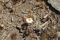 Chaetanthera albiflora