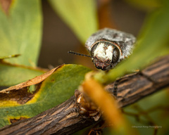 Ectinogonia buquetii