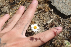 Chaetanthera albiflora