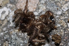 Halonoproctidae