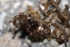 Halonoproctidae