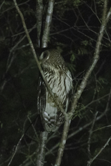 Strix virgata