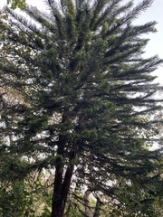 Araucariaceae