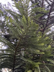 Araucariaceae