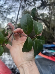 Hippocratea volubilis