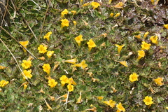 Erythranthe lutea