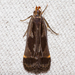 Shining Dichomeris Moth - Photo (c) Fyn Kynd, some rights reserved (CC BY-SA), uploaded by Fyn Kynd